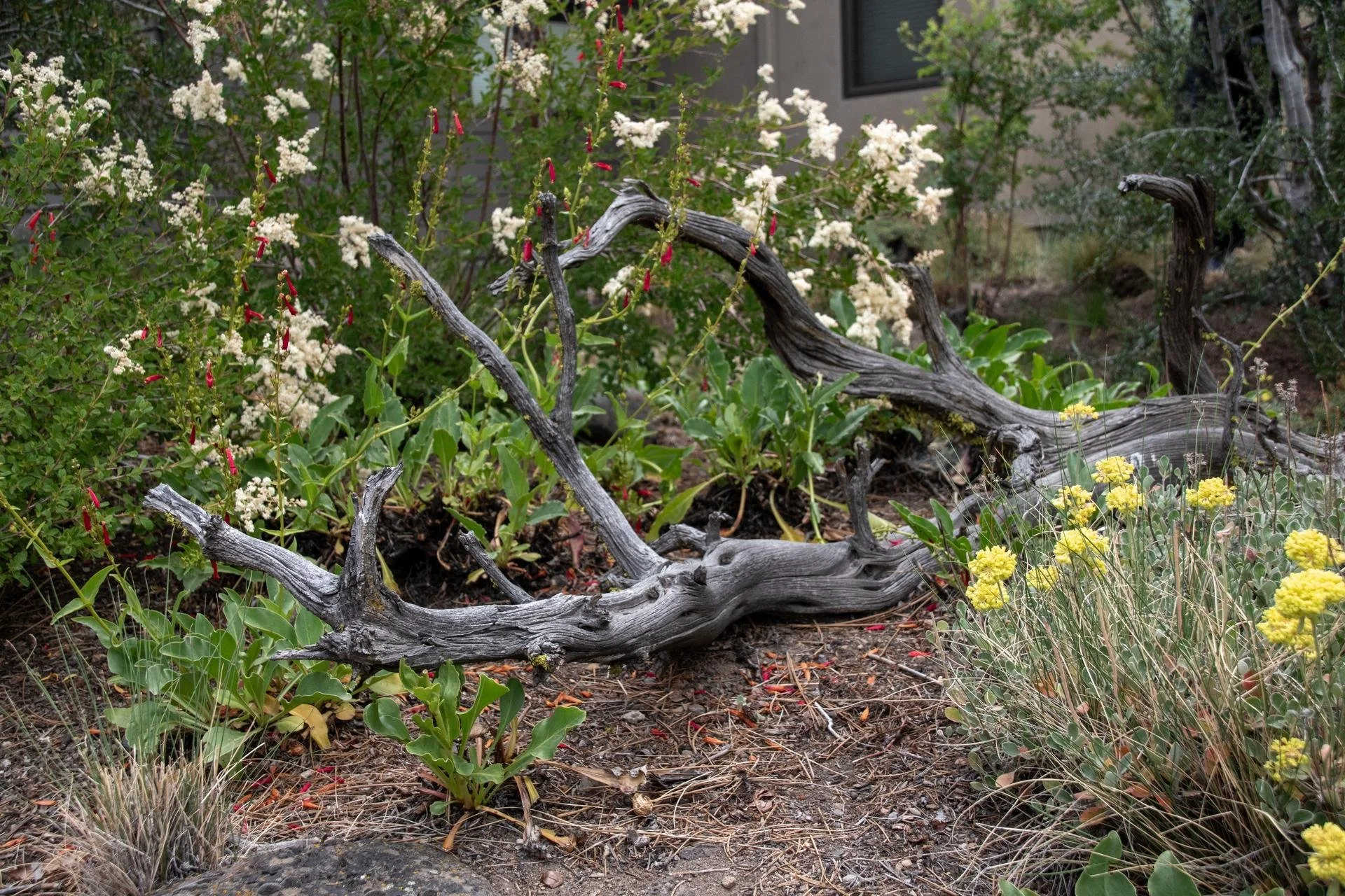 High Desert Horticulture | High Desert Horticulture | Garden Tour
